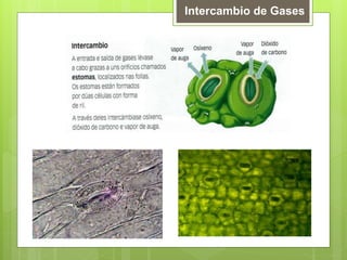 Intercambio de Gases
 