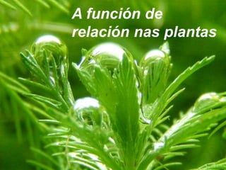 A función de
relación nas plantas
 
