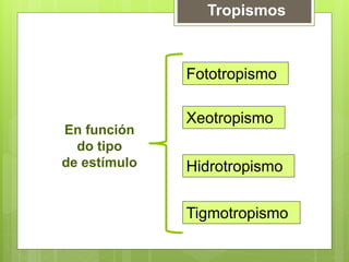 Tropismos
En función
do tipo
de estímulo
Fototropismo
Xeotropismo
Hidrotropismo
Tigmotropismo
 