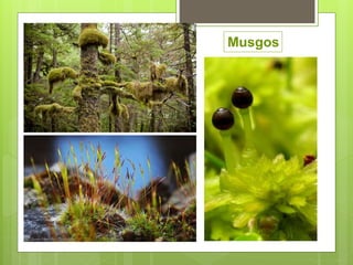 Musgos
 