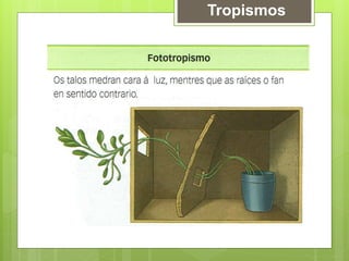 Tropismos
 