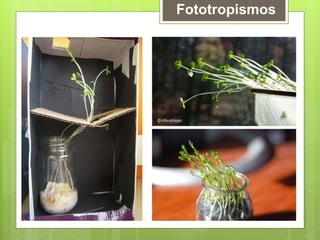 Fototropismos
 
