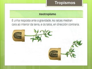 Tropismos
 