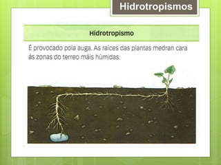 Hidrotropismos
 