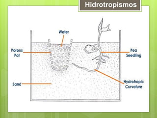 Hidrotropismos
 