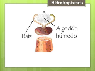 Hidrotropismos
 