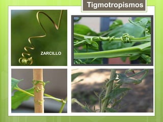 Tigmotropismos
ZARCILLO
 