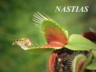 NASTIAS
 