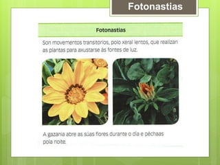 Fotonastias
 