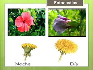 Fotonastias
 
