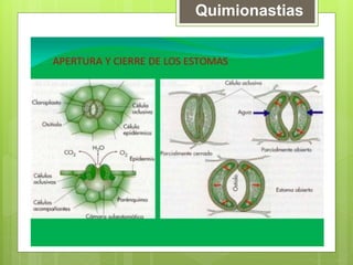 Quimionastias
 