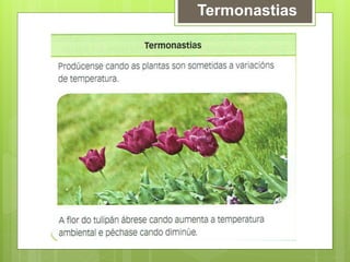 Termonastias
 