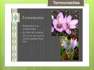 Termonastias
 