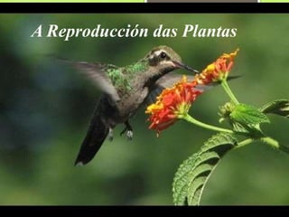 A Reproducción das Plantas
 