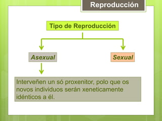 Reproducción
Asexual Sexual
Tipo de Reproducción
Interveñen un só proxenitor, polo que os
novos individuos serán xeneticamente
idénticos a él.
 