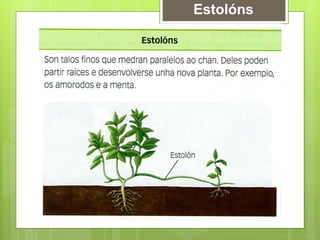Estolóns
 