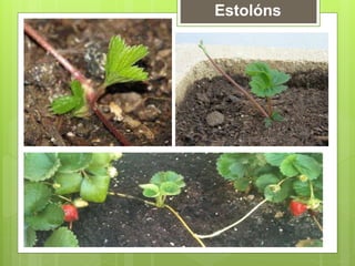Estolóns
 