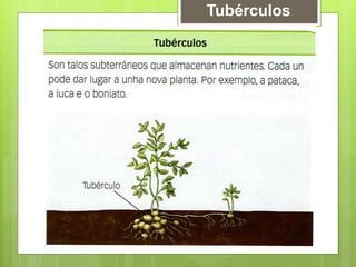 Tubérculos
 