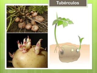 Tubérculos
 