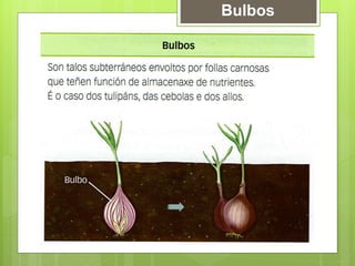 Bulbos
 
