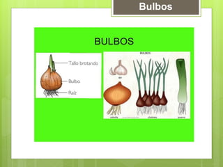 Bulbos
 