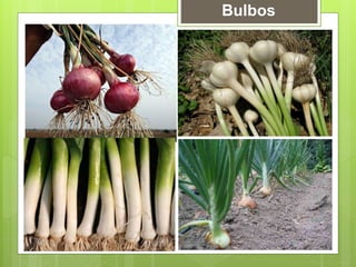 Bulbos
 