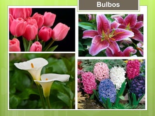 Bulbos
 