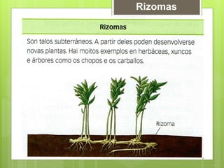 Rizomas
 