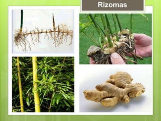 Rizomas
 