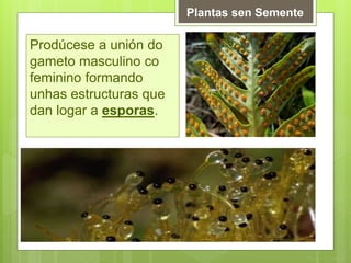 Prodúcese a unión do
gameto masculino co
feminino formando
unhas estructuras que
dan logar a esporas.
Plantas sen Semente
 