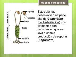 Musgos e Hepáticas
Estas plantas
desenvolven na parte
alta do Gametófito
(cauloide+filoide) uns
filamentos con
cápsulas en que se
leva a cabo a
producción de esporas
(Esporófito).
 