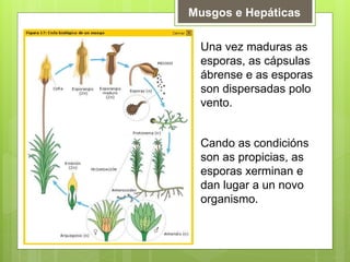 Musgos e Hepáticas
Una vez maduras as
esporas, as cápsulas
ábrense e as esporas
son dispersadas polo
vento.
Cando as condicións
son as propicias, as
esporas xerminan e
dan lugar a un novo
organismo.
 