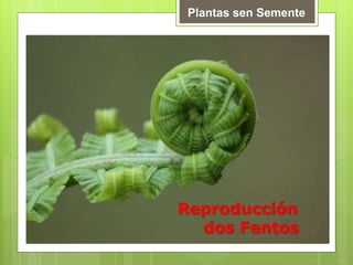 Plantas sen Semente
Reproducción
dos Fentos
 