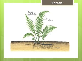 Fentos
 