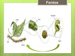 Fentos
 