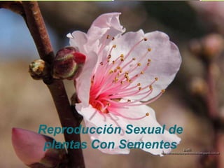 Reproducción Sexual de
plantas Con Sementes
 