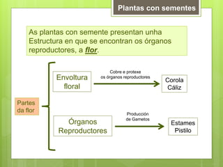 Plantas con sementes
As plantas con semente presentan unha
Estructura en que se encontran os órganos
reproductores, a flor.
Envoltura
floral
Cobre e protexe
os órganos reproductores
Corola
Cáliz
Órganos
Reproductores
Producción
de Gametos
Estames
Pistilo
Partes
da flor
 