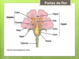 Partes da flor
 