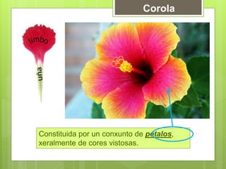 Corola
Constituida por un conxunto de pétalos,
xeralmente de cores vistosas.
 