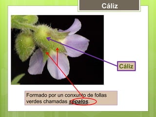 Cáliz
Cáliz
Formado por un conxunto de follas
verdes chamadas sépalos.
 