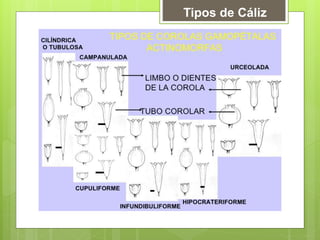 Tipos de Cáliz
 
