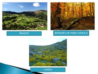 PRADOS BOSQUES DE HOJA CADUCA
LANDA
 