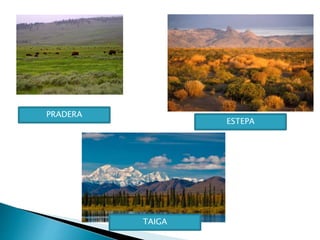PRADERA
ESTEPA
TAIGA
 
