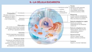 La Célula eucariota