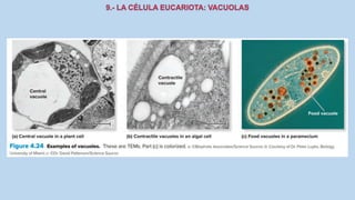 La Célula eucariota