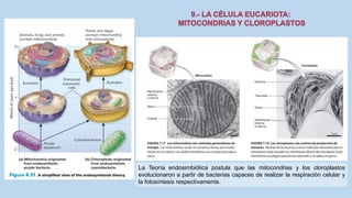 La Célula eucariota