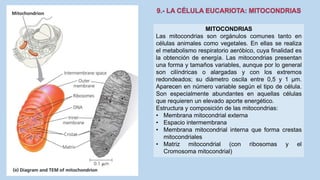 La Célula eucariota