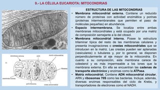 La Célula eucariota
