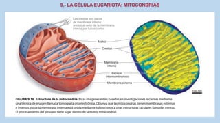 La Célula eucariota