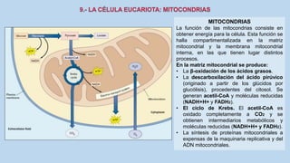 La Célula eucariota